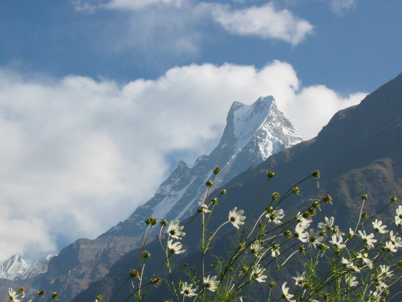 Mardi Himal Trek, Trek to Mardi Himal, Mardi Himal Base Camp, Himalayan Treks, Nepal Trekking Adventures, Short Treks in Nepal